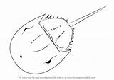 Draw Crab Horseshoe Drawing Line Drawings Step Learn Animals Paintingvalley sketch template