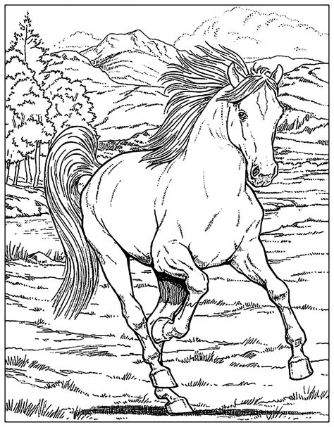 horse horses adult coloring pages