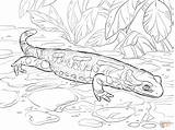 Salamander Salamandra sketch template