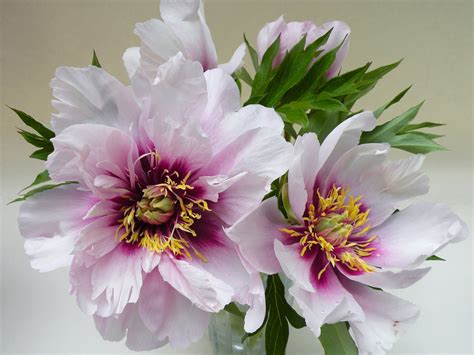 cora louise intersectional itoh peony cricket hill garden