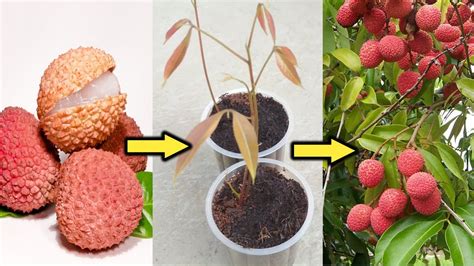 grow lychee plant  seeds    youtube