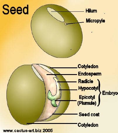 forestry learning  parts   seed