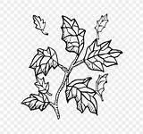 Tree Coloring Book Branch Twig Clip Color sketch template