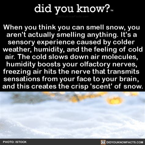 smell snow  arent