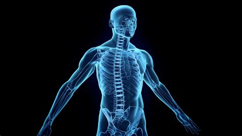 torso anatomy human body general science quiz quizizz