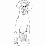 Pointer Shorthaired Haired Dogbreedslist sketch template