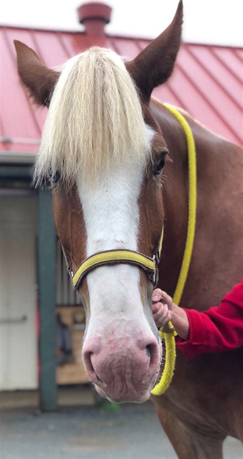 friends   mounted patrol donate  horses   ranks    castle division