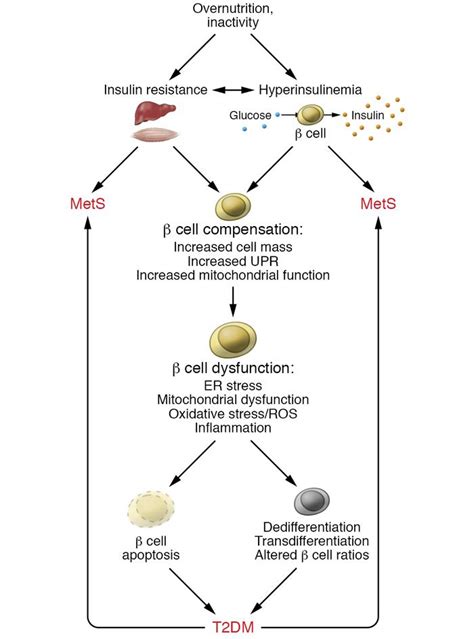 Jci β Cell Dysfunction During Progression Of Metabolic Syndrome To