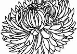Crisantemo sketch template