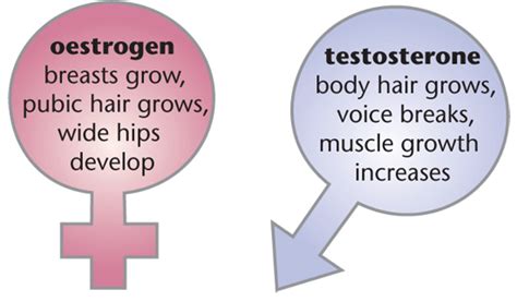 hormones uses in reproduction gcse revision biology human body