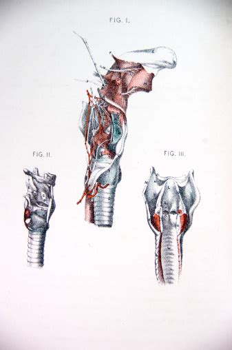 lithograph illustration anatomy of the human throat stock illustration
