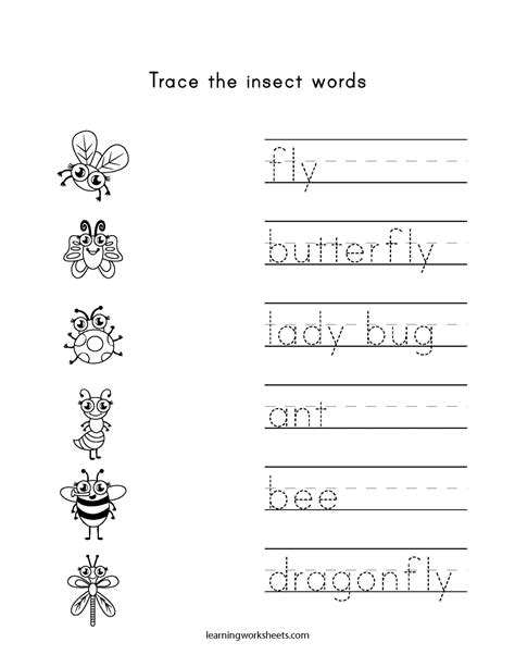 trace  insect words learning worksheets insects
