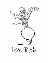 Coloring Radish Pages Vegetables Color Print Bright Colors Favorite Choose Kids sketch template