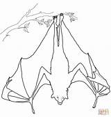 Coloring Fox Flying Upside Down Hanging Bat Pages Drawing Fruit Sleeping Printable Outline Winged Bats Color Print Getdrawings Getcolorings Everfreecoloring sketch template