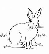 Rabbit Coloring Cottontail Pages Realistic Print Drawing Printable Drawings Bunny Samanthasbell Wild Kids Coloringbay Animal sketch template