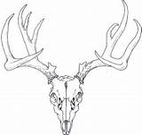 Deer Skull Drawing Head Whitetail Outline Drawings Stag Links Other Getdrawings sketch template