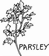 Parsley sketch template