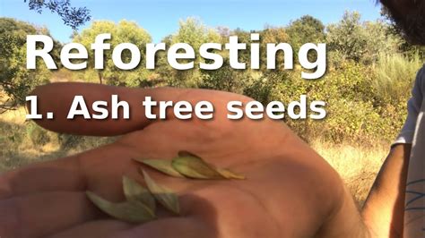 reforesting  knowing  harvesting ash tree seeds youtube