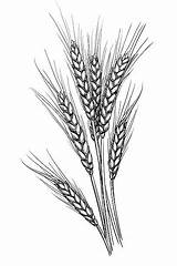 Barley Grano Wheat Vettore Vektor Clipground Linie Stich Tinte Vektorillustration Weizens sketch template