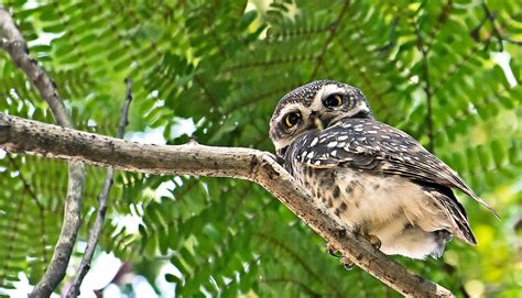 protect spotted owls   forest futurity