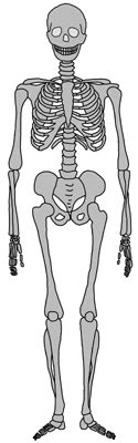 mediendatenbank biologie skelett des menschen
