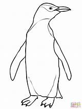 Penguin Eyed Head Hoiho Emperor Penguins Supercoloring sketch template