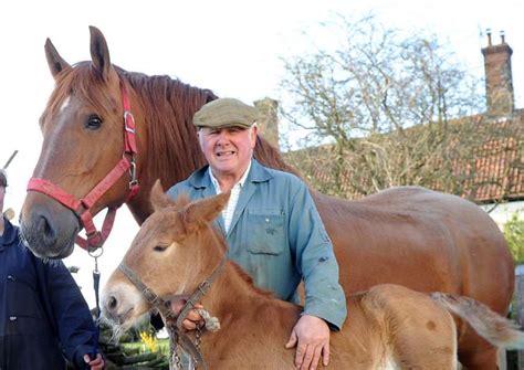 expert fears   lose  suffolk punch