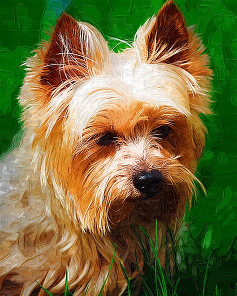 dog portrait digital art  irene pet artist