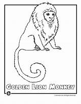 Rainforest Endangered Coloring Animals Pages Species Printable Animal Colouring Monkey Sheets Kids Monke Library Lion Clipart Golden Print Jungle Adults sketch template