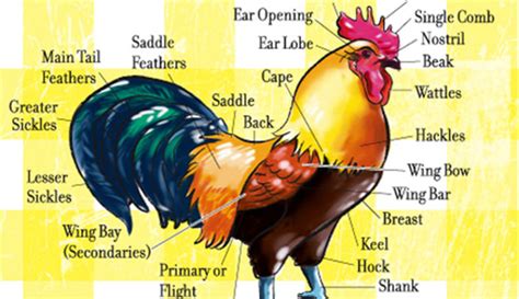 chicken anatomy  hobby farms