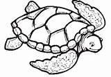 Loggerhead Turtle Drawing Coloring Getdrawings sketch template