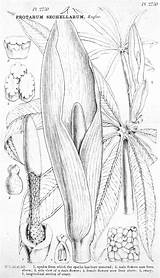 Taro Drawing Plant Families Plants Getdrawings Angiosperm Intkey Delta sketch template