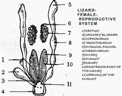 Comparision Female Reproductive System Of Bird Rabbit And Reptile