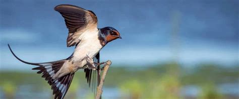 how to attract swallows to your yard wild bird world