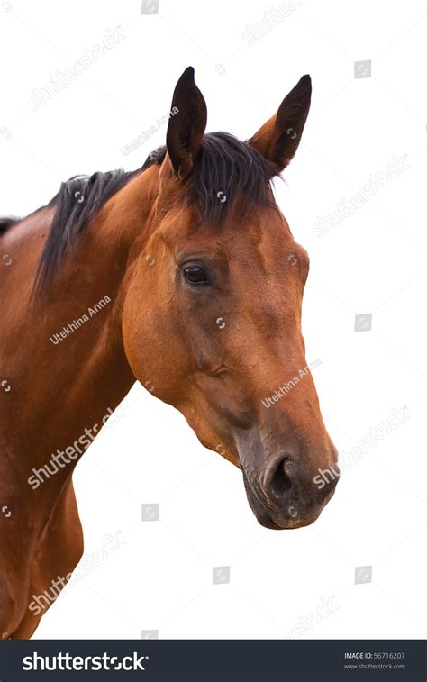 horse head isolated stock photo  shutterstock
