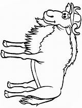 Wildebeest Coloring Pages Clipart Cartoon Cliparts Porcupine Rat Draw 53kb Drawings Library sketch template