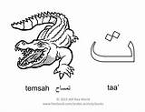 Arabic Taa Letter Alphabet Kids تمساح Coloring Worksheets Activity Pages Temsah Amazon Crocodile sketch template