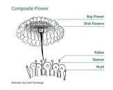 parts   sunflower diagram google search plant science botany