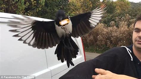 Magpie Outsmarts Two Workers Flying Off With Their Keys Daily Mail Online