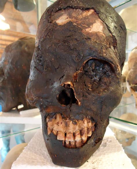 are paracas elongated skulls a new species aliens or a