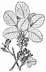 Poison Oak Ivy Clipart Drawing Clip Plants Plant Etc Extension Getdrawings Rash Treat Remove Leaves Edu 2255 2200 Usf Library sketch template