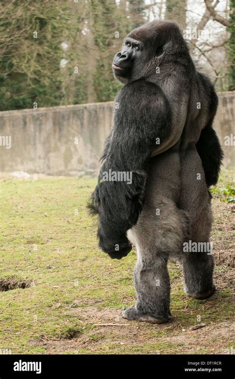 silverback gorillagorilla standing stock photo  alamy