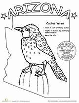 Arizona State Bird Worksheets Birds Coloring Kids Worksheet Sheets States Learn Cactus Printable Pages Found Geography Education Sheet Az History sketch template