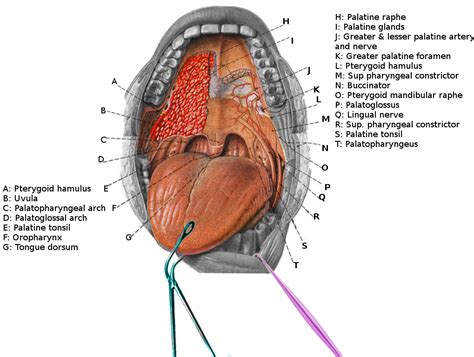 anatomy    upper lip siteliporg
