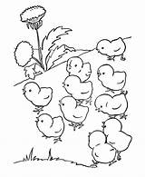 Coloring Pages Chickens Chicks Chicken Library Clipart Baby sketch template