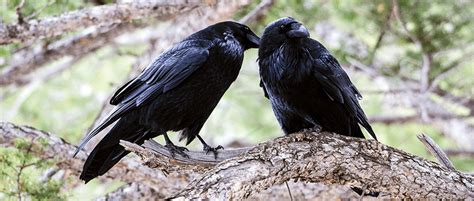 ravens turn evolution   head  wildlife society