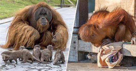 otters form  special bond  orangutan family  share belgian zoo enclosure unilad