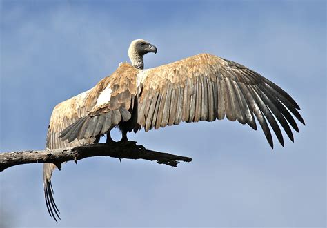 botswana  zambia white backed vulture