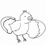 Hatching Chick Coloring Pages Kids Egg Color Chicken Drawing Place Getdrawings Getcolorings Easter Tocolor sketch template