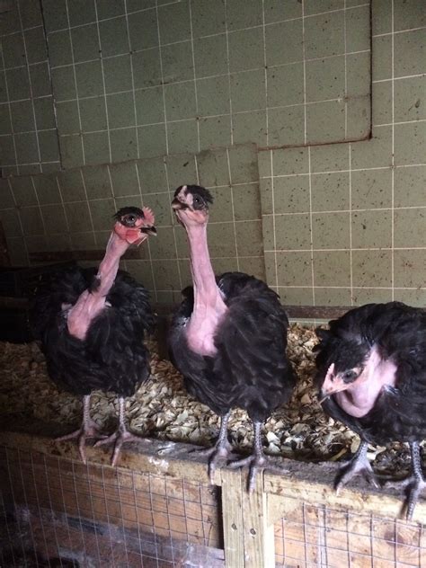 Nackthalshühner Zu Verkaufen Hühner Informationen Zu Den
